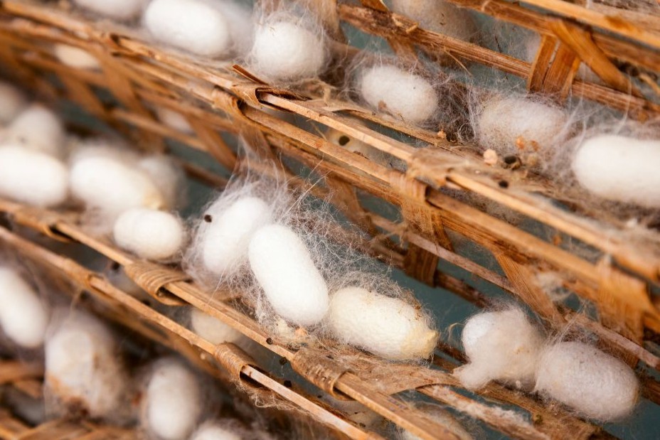 Người phụ nữ hồi sinh nghề dâu tằm trở lại trên bãi bồi sông Lam Người phụ nữ hồi sinh nghề dâu tằm trở lại trên bãi bồi sông Lam