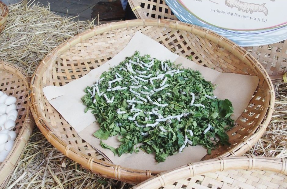 Người phụ nữ hồi sinh nghề dâu tằm trở lại trên bãi bồi sông Lam Người phụ nữ hồi sinh nghề dâu tằm trở lại trên bãi bồi sông Lam