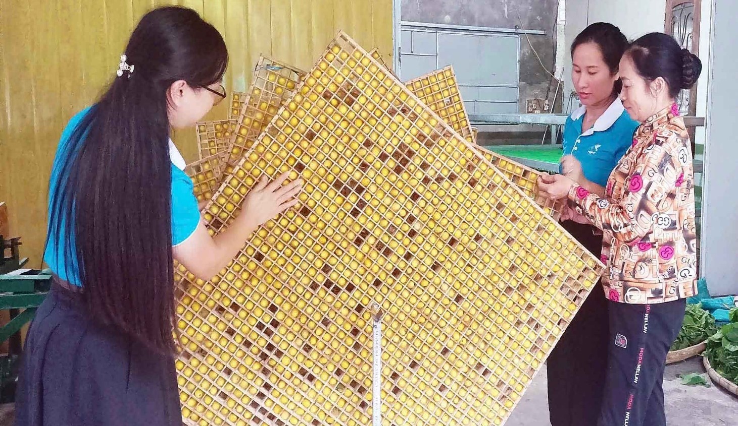 Người phụ nữ hồi sinh nghề dâu tằm trở lại trên bãi bồi sông Lam Người phụ nữ hồi sinh nghề dâu tằm trở lại trên bãi bồi sông Lam