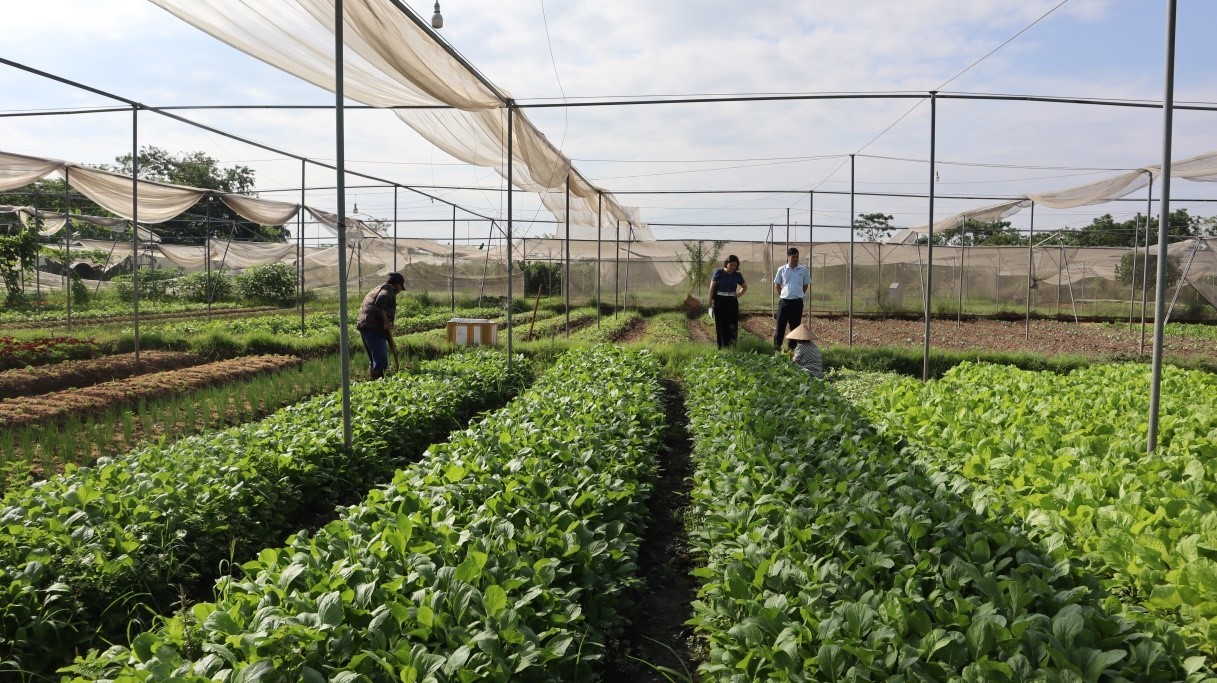 Rau hữu cơ nâng thu nhập cho nông dân Bắc Ninh Rau hữu cơ nâng thu nhập cho nông dân Bắc Ninh