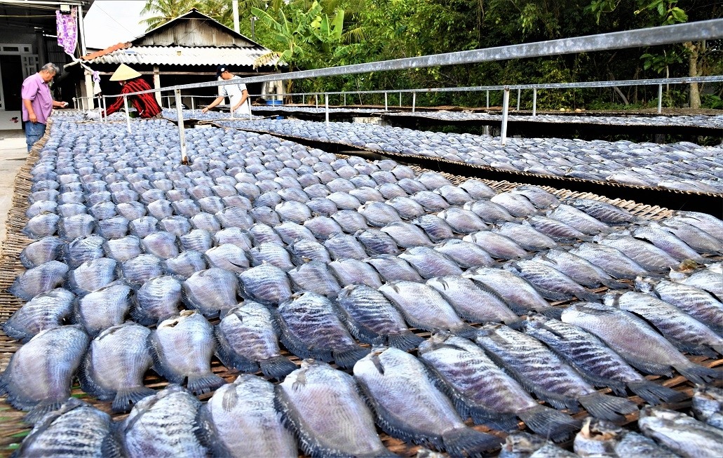 Nghề làm khô cá bổi giữ hồn quê Cà Mau Nghề làm khô cá bổi giữ hồn quê Cà Mau