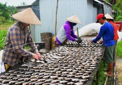 Nghề làm khô cá bổi giữ hồn quê Cà Mau