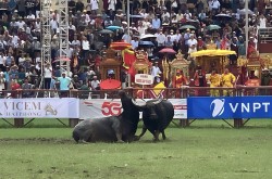“Ông” trâu của Nghệ nhân dân gian Đinh Đình Phú giành ngôi vô địch tại Lễ hội chọi trâu Đồ Sơn năm 2025