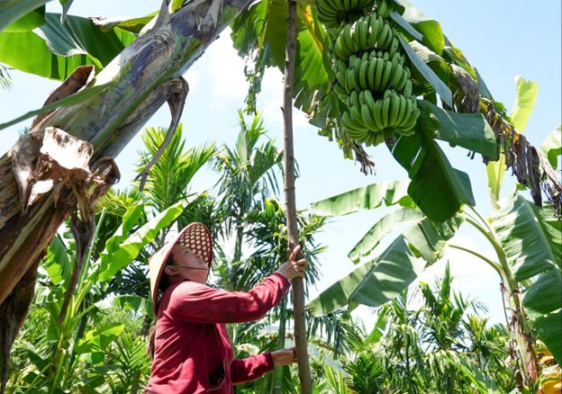 OCOP nâng tầm sản phẩm nông nghiệp ở Lãnh Ngọc
