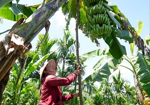 OCOP nâng tầm sản phẩm nông nghiệp ở Lãnh Ngọc