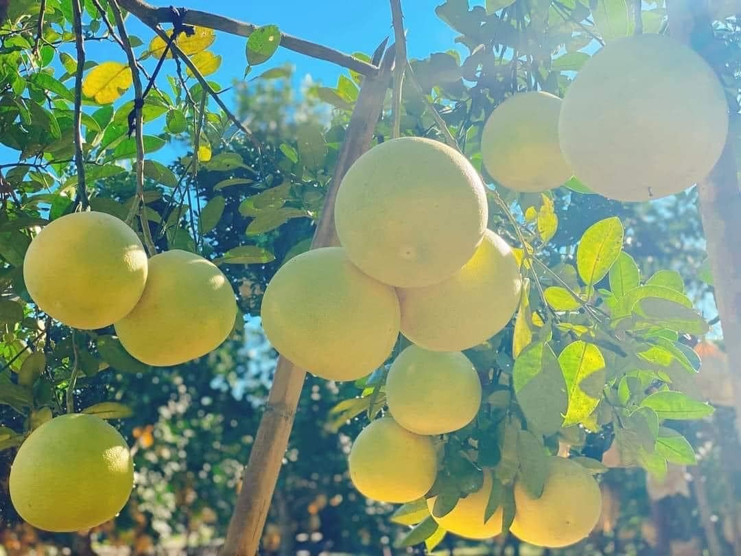 Đặc sản tiến vua vươn xa thị trường quốc tế Đặc sản tiến vua vươn xa thị trường quốc tế