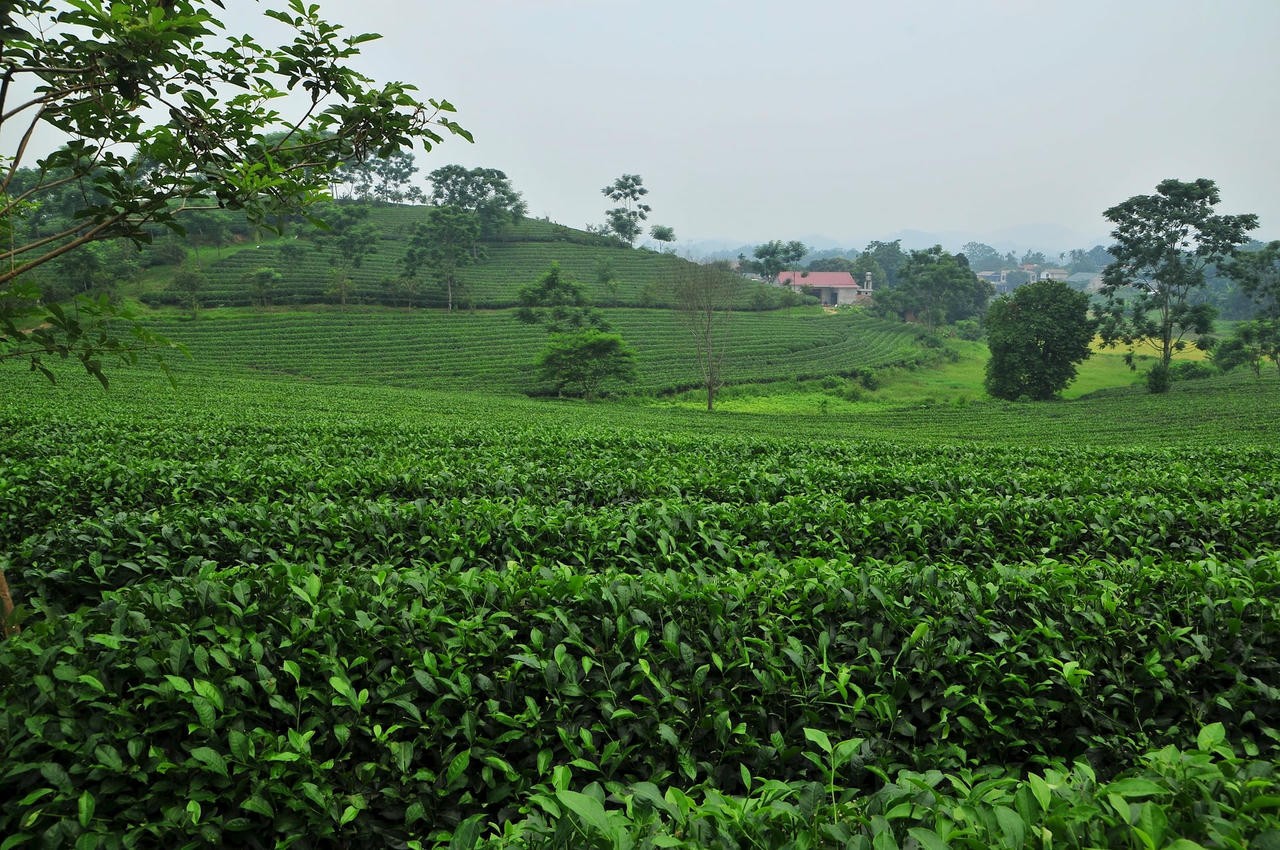 Những đồi chè xanh, sạch đang là thế mạnh phát triển kinh tế của Mỹ Bằng. Ảnh: Xuân Trường.
