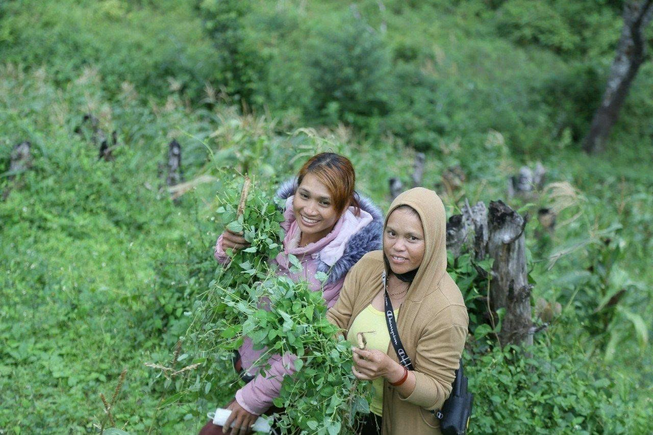 Đặc sản sâm dây Kon Tum