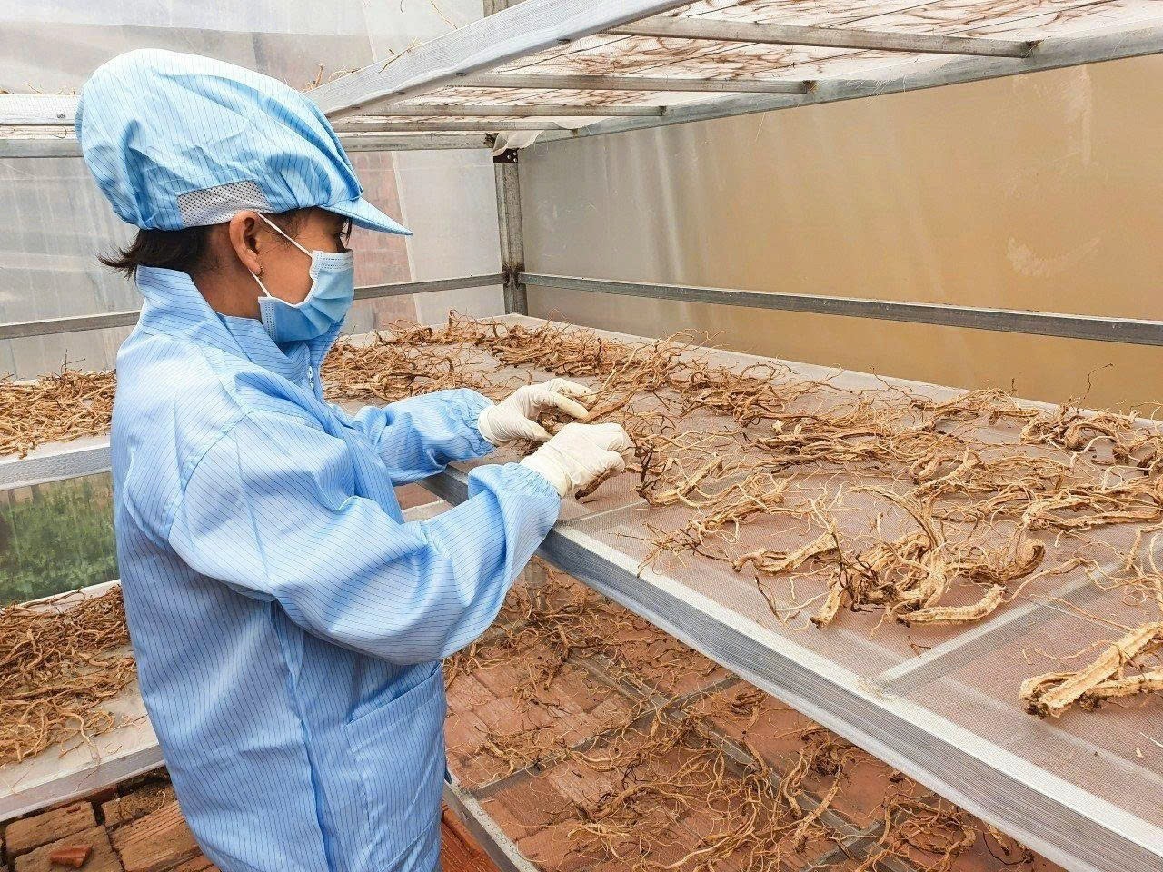 Đặc sản sâm dây Kon Tum