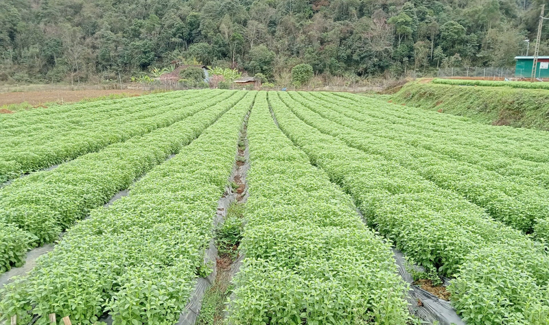 Với sự đồng hành của Liên minh HTX tỉnh và định hướng phát triển OCOP, cây trồng này không chỉ mang lại “vị ngọt” kinh tế mà còn gieo mầm hy vọng cho một nền nông nghiệp hữu cơ vùng cao xanh, sạch và bền vững.