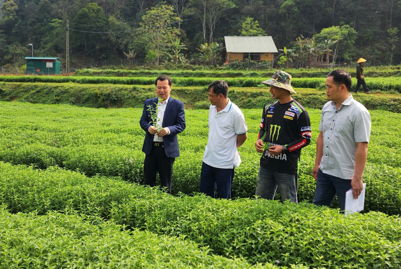 Cây cỏ ngọt mở ra hướng đi mới cho nông nghiệp bền vững