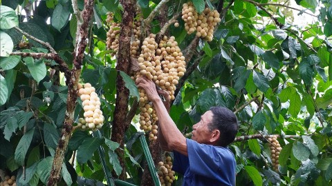 lien ket vung nguyen lieu de nang tam gia tri nong san dia phuong