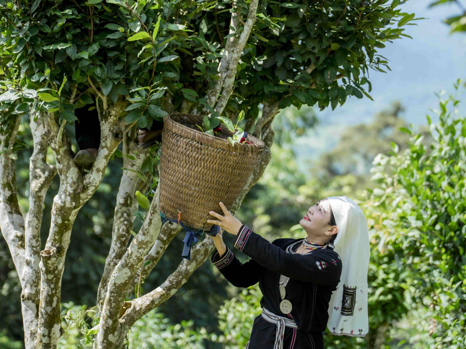 Phát huy lợi thế vùng cao với Chè Shan tuyết Hồng Thái