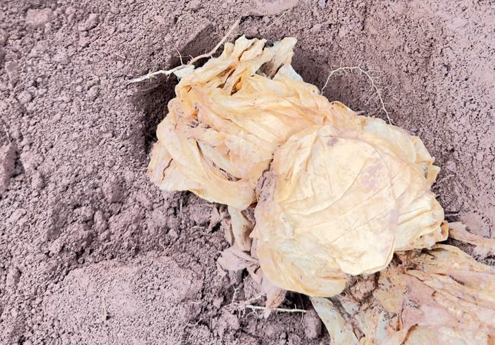 Tìm thấy 18 hài cốt liệt sĩ tại Gia Lai, những người con trở về trong lòng đất mẹ