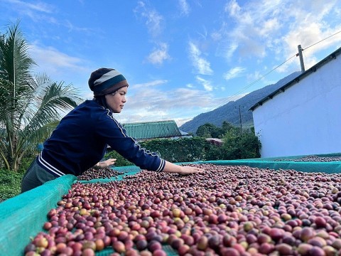 phu nu gie trieng vuot kho xay dung thuong hieu ca phe arabica