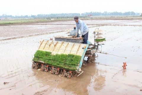 Hà Nội nhân rộng mô hình mạ khay, cấy máy: Hiệu quả rõ, hướng đi bền vững cho sản xuất lúa hiện đại