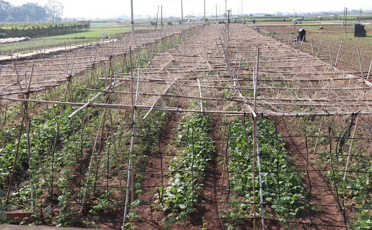 Từ “Cánh đồng sạch” đến vườn bưởi VietGAP – Hướng đi bền vững của nông dân làng gốm Từ “Cánh đồng sạch” đến vườn bưởi VietGAP – Hướng đi bền vững của nông dân làng gốm