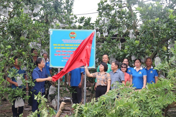 Từ “Cánh đồng sạch” đến vườn bưởi VietGAP – Hướng đi bền vững của nông dân làng gốm Từ “Cánh đồng sạch” đến vườn bưởi VietGAP – Hướng đi bền vững của nông dân làng gốm