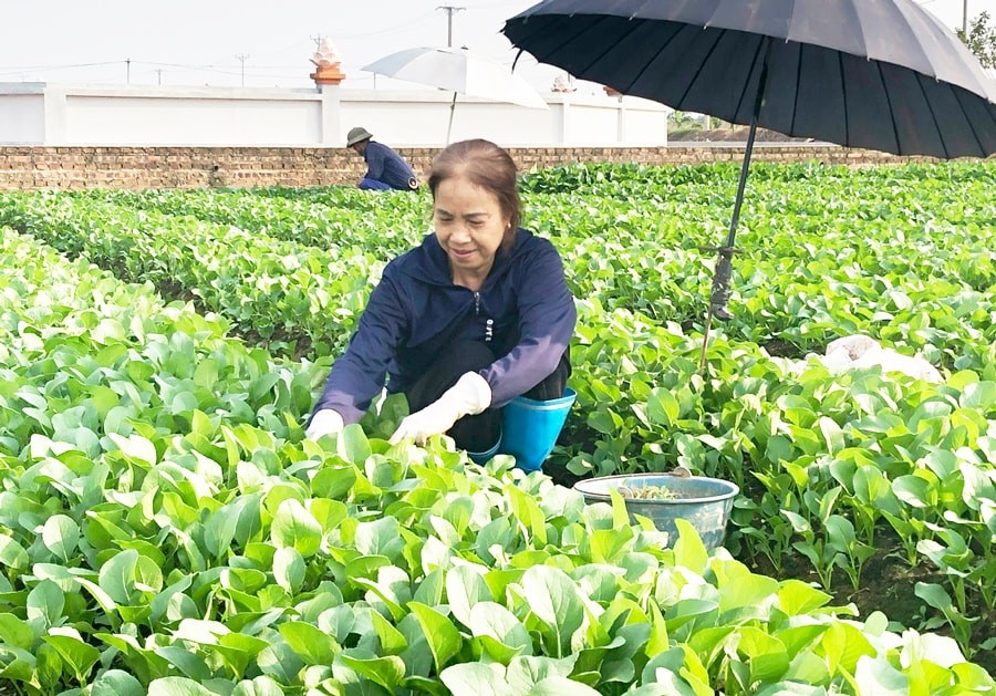 Từ “Cánh đồng sạch” đến vườn bưởi VietGAP – Hướng đi bền vững của nông dân làng gốm Từ “Cánh đồng sạch” đến vườn bưởi VietGAP – Hướng đi bền vững của nông dân làng gốm