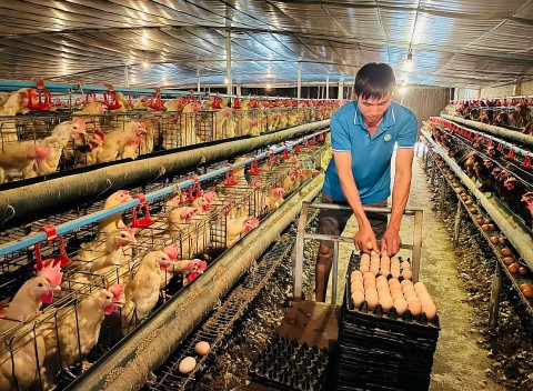 Quỹ Khuyến nông Hà Nội – Động lực tài chính cho chuyển đổi nông nghiệp xanh và công nghệ cao