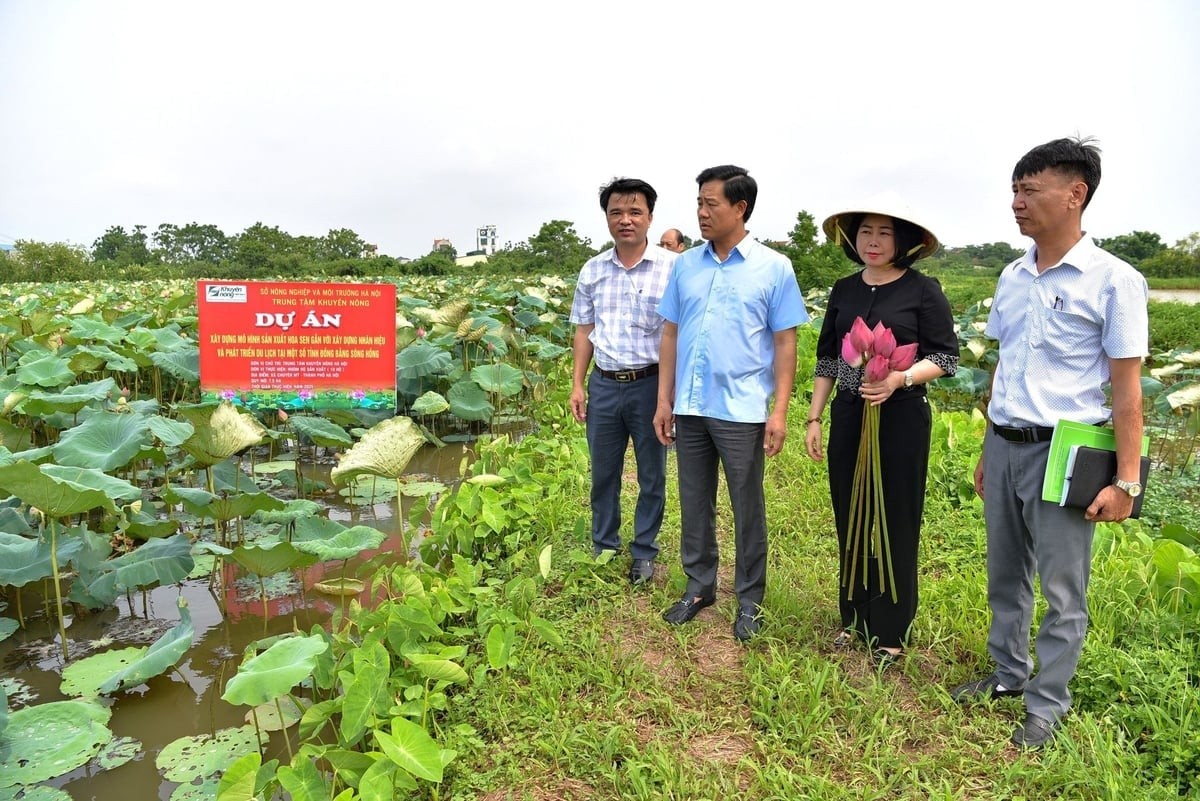 Quỹ Khuyến nông Hà Nội – Động lực tài chính cho chuyển đổi nông nghiệp xanh và công nghệ cao Quỹ Khuyến nông Hà Nội – Động lực tài chính cho chuyển đổi nông nghiệp xanh và công nghệ cao