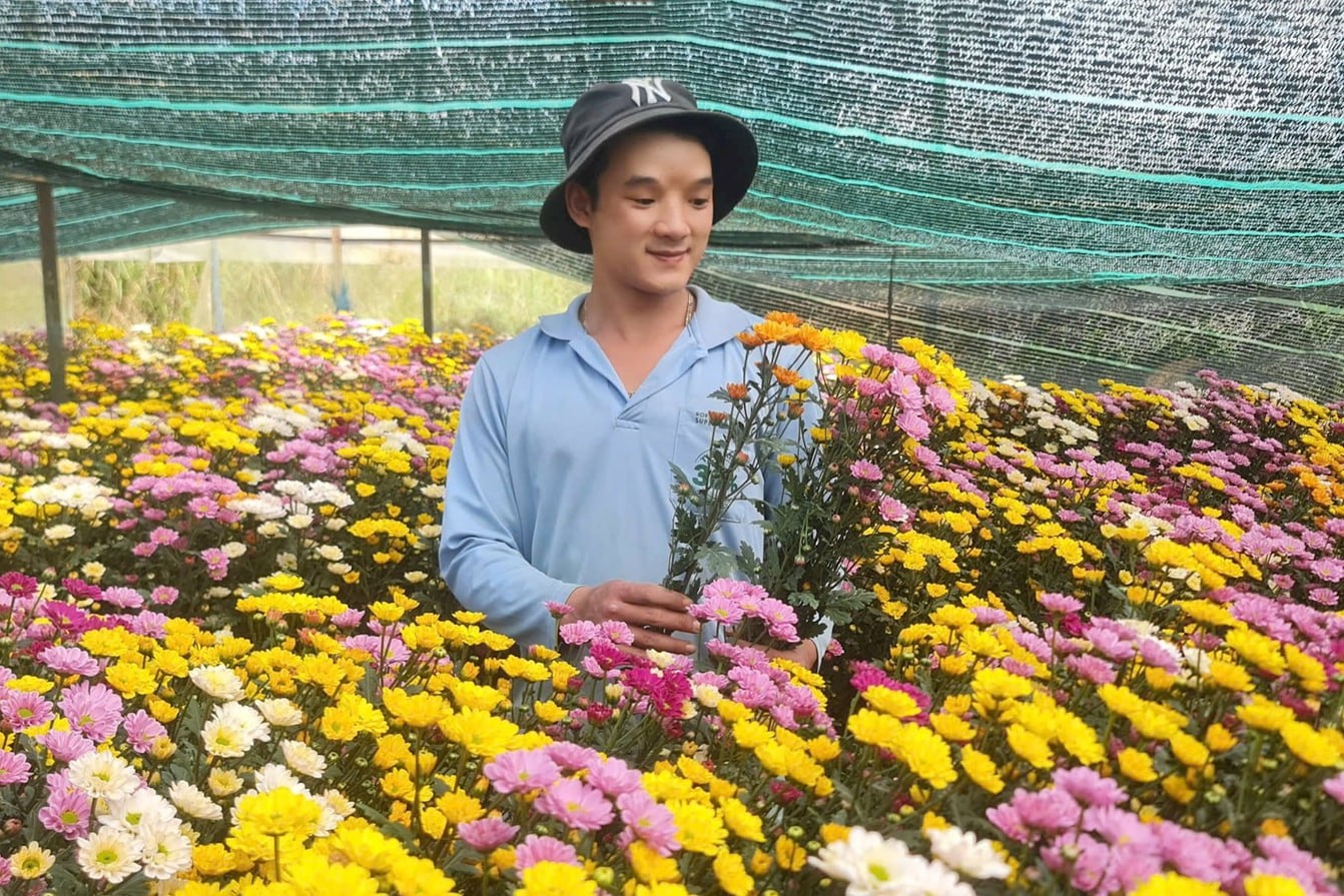 Nông dân làng hoa Thái Phiên thu hoạch hoa cúc