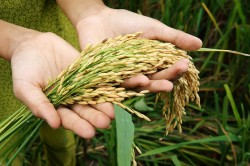 Đổi mới khuyến nông để bắt kịp nông nghiệp công nghệ cao