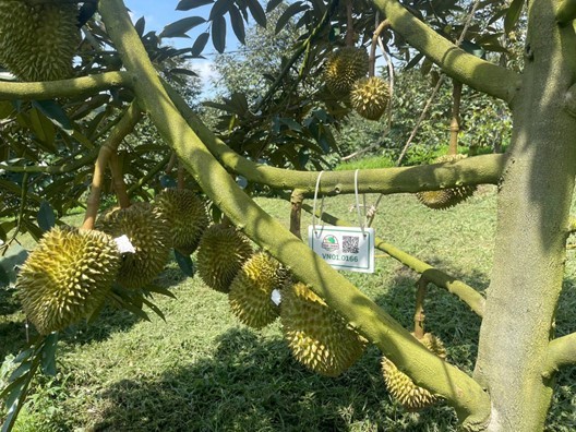 Số hóa nông nghiệp bằng công nghệ hiện đại Số hóa nông nghiệp bằng công nghệ hiện đại