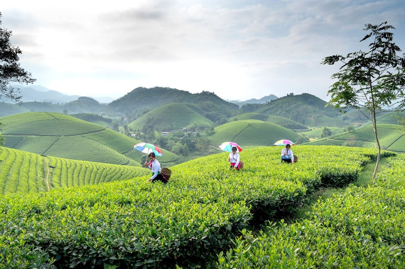Cây chè vượt lũ giúp nông dân hồi phục kinh tế