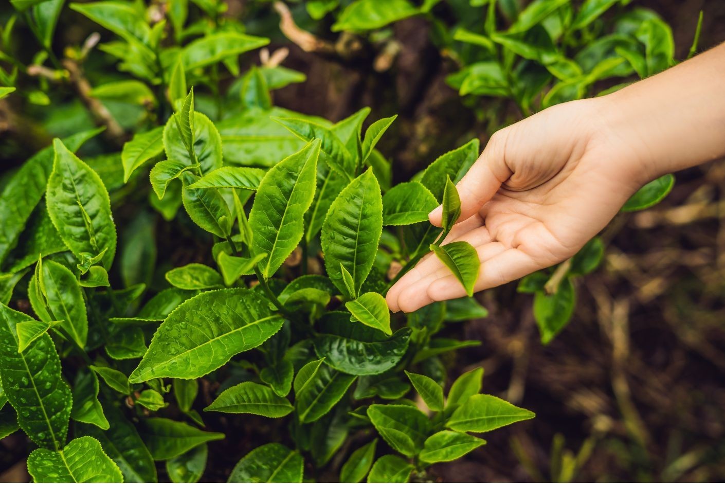 Cây chè vượt lũ giúp nông dân hồi phục kinh tế Cây chè vượt lũ giúp nông dân hồi phục kinh tế