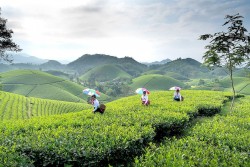 Cây chè vượt lũ giúp nông dân hồi phục kinh tế