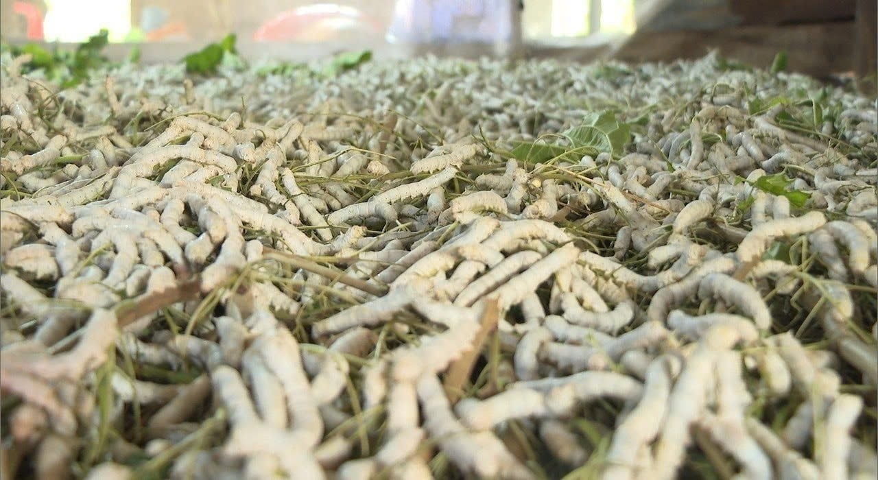 Khơi dậy sức bật kinh tế từ nghề trồng dâu nuôi tằm ở Lâm Đồng