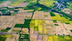 Kinh tế tập thể tiếp sức cho nông thôn mới phát triển bền vững