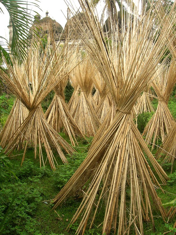 Nhớ mùa đay quê tôi Nhớ mùa đay quê tôi