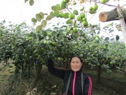Táo Ninh Thuận - Đặc sản vùng đất nắng gió vươn tầm thương hiệu