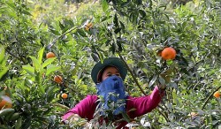 Phú Thọ chung sức xây dựng nông thôn mới hiện đại, đậm đà bản sắc
