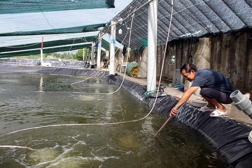 Khởi nghiệp với mô hình nuôi tôm công nghệ cao ở Thanh Hóa Khởi nghiệp với mô hình nuôi tôm công nghệ cao ở Thanh Hóa