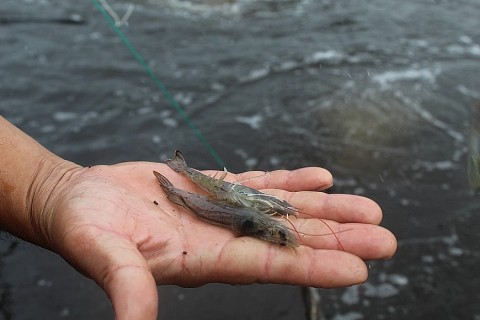 khoi nghiep voi mo hinh nuoi tom cong nghe cao o thanh hoa