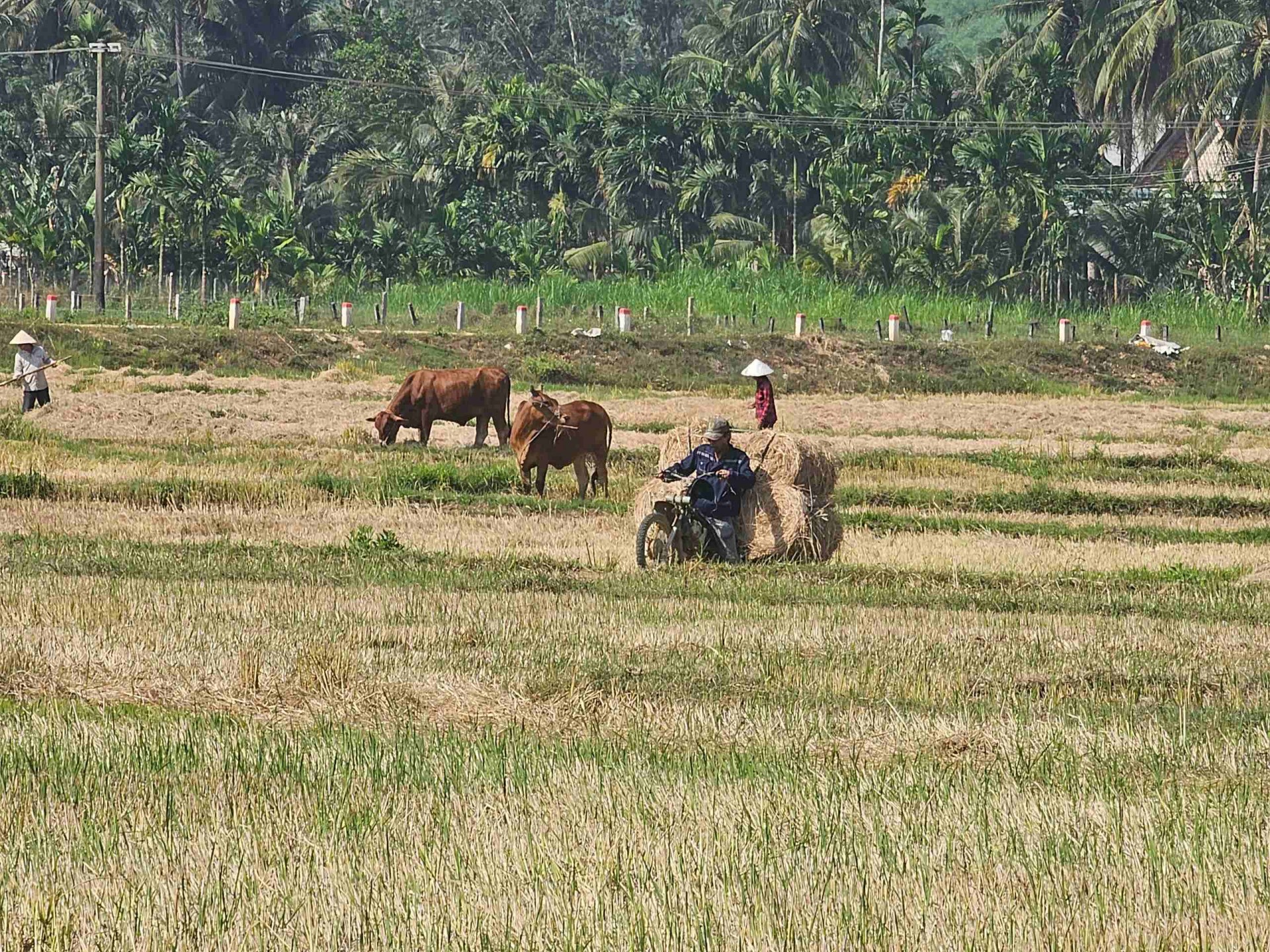 Gia Lai phát triển kinh tế nông nghiệp hiện đại, xanh, bền vững