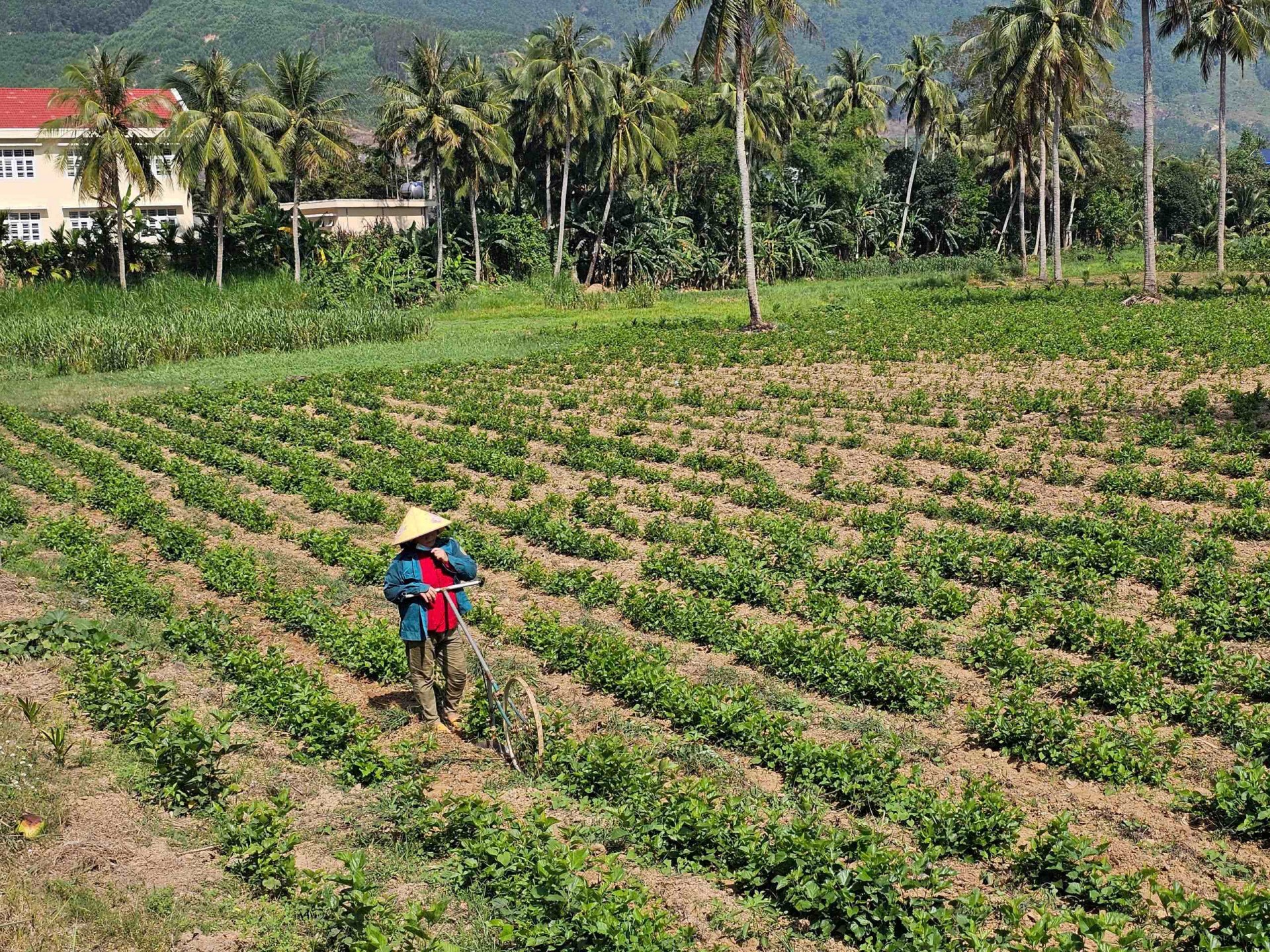 Gia Lai phát triển kinh tế nông nghiệp hiện đại, xanh, bền vững Gia Lai phát triển kinh tế nông nghiệp hiện đại, xanh, bền vững