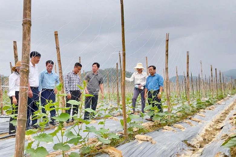 Phát triển mô hình trồng dưa chuột liên kết mở hướng nông nghiệp bền vững Phát triển mô hình trồng dưa chuột liên kết mở hướng nông nghiệp bền vững