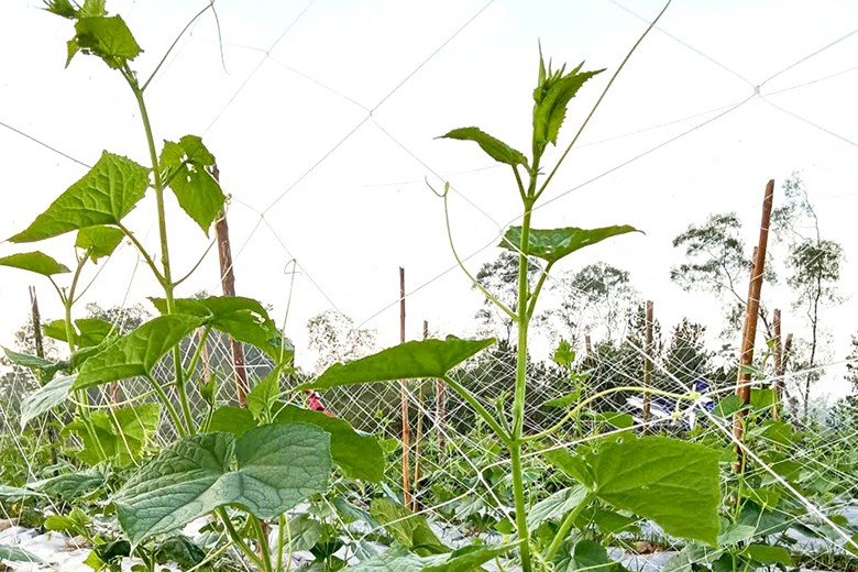 Phát triển mô hình trồng dưa chuột liên kết mở hướng nông nghiệp bền vững Phát triển mô hình trồng dưa chuột liên kết mở hướng nông nghiệp bền vững