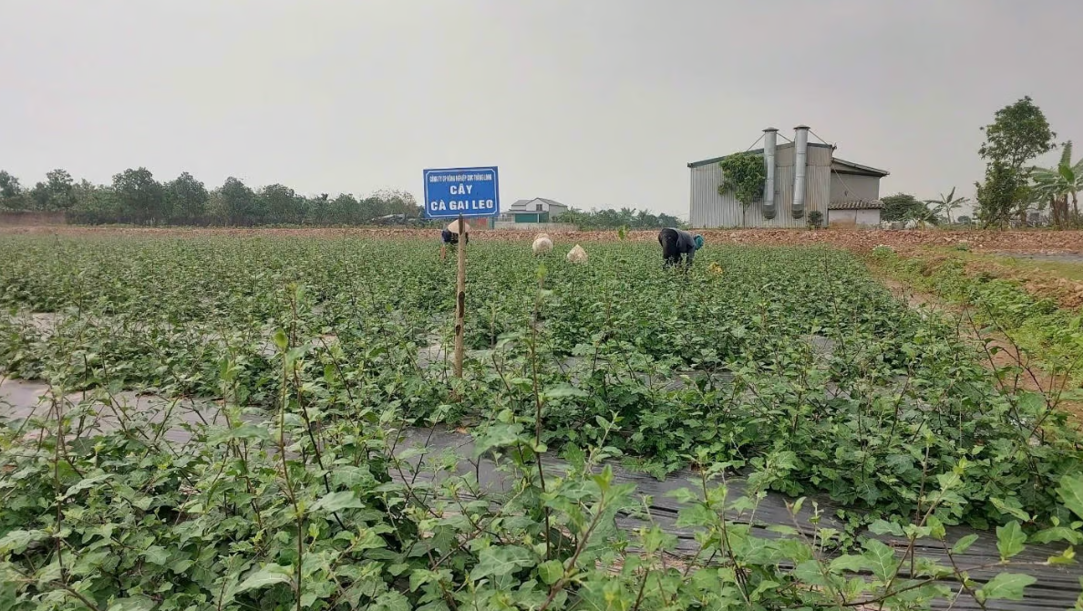 Trà Phúc Lộc Thọ SADU: Niềm tự hào OCOP 5 sao của Chương Mỹ Trà Phúc Lộc Thọ SADU: Niềm tự hào OCOP 5 sao của Chương Mỹ