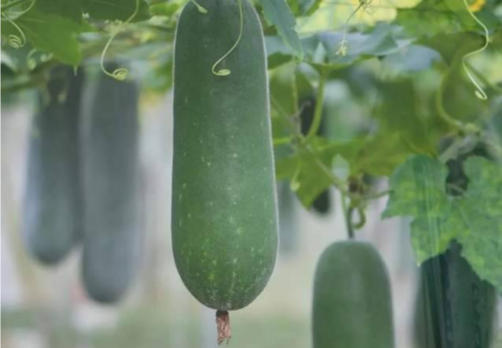 Bí xanh vươn trên đất đồi Vũ Quang