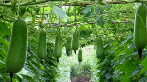 bi xanh vuon tren dat doi vu quang