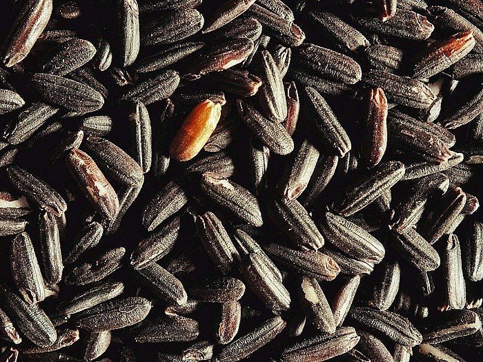 Hợp tác xã Giảm Nghèo Ea Súp luôn kiên định đồng hành cùng giống gạo Briết đặc sản địa phương