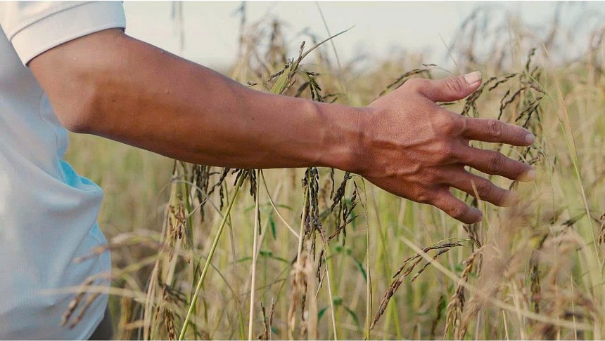 Tuy Ea Súp sở hữu nguồn nguyên liệu lúa đặc sản, nhưng sự thiếu hiểu biết của một số hộ dân về canh tác bền vững, vô tình dẫn đến tình trạng lạm dụng phân bón hóa học, gây suy giảm chất lượng và giá trị