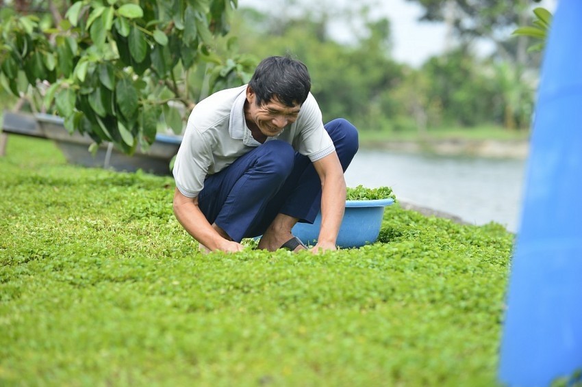 Rau má Thọ Long mở lối đi mới cho nông sản xứ Thanh Rau má Thọ Long mở lối đi mới cho nông sản xứ Thanh