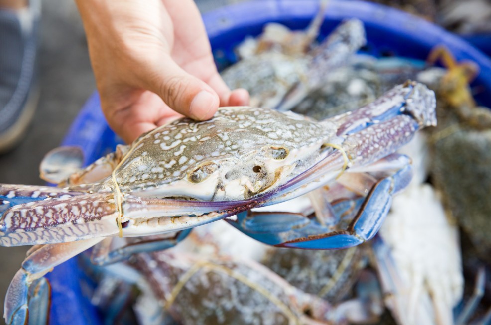 Ngư dân Hà Tĩnh trúng đậm ghẹ biển sau mưa lũ Ngư dân Hà Tĩnh trúng đậm ghẹ biển sau mưa lũ