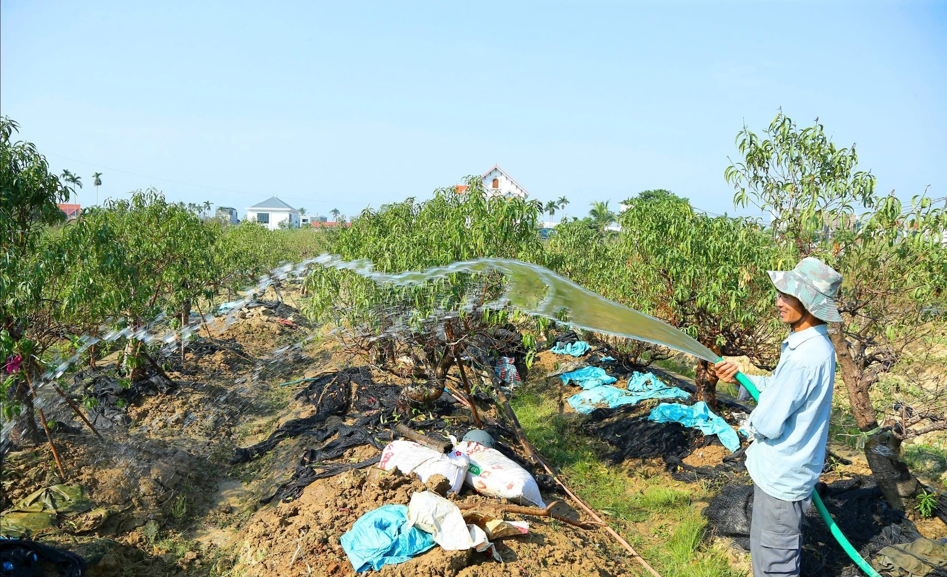 Khu vực trồng đào tại tổ dân phố Tự Lập. Khu vực trồng đào tại tổ dân phố Tự Lập.